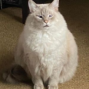 Meet your Posher, Foster